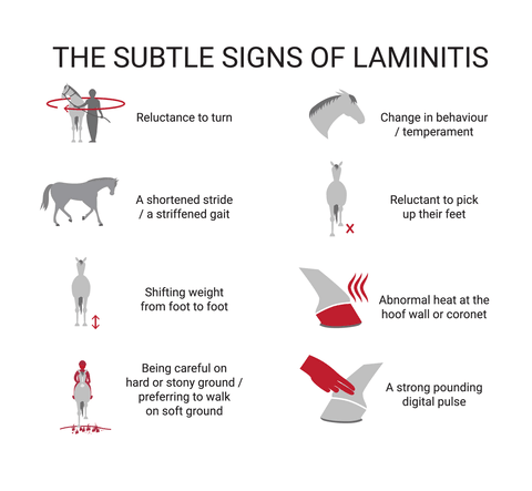 Founder | Laminitis. Can Hoof Doctor help or not?