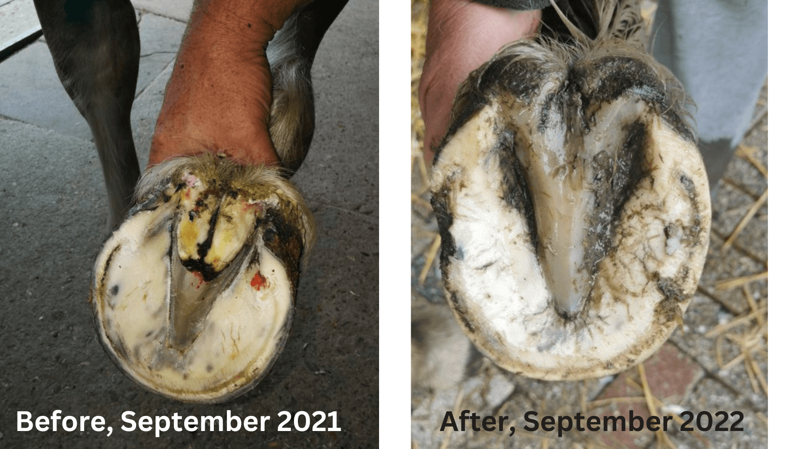 CANKER CASE STUDY from Netherlands - Hoof Doctor